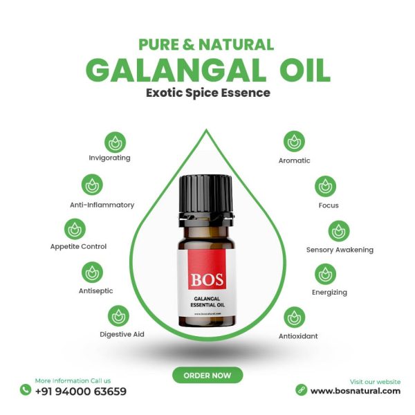 Galangal Oil