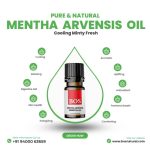 Mentha Arvensis Oil