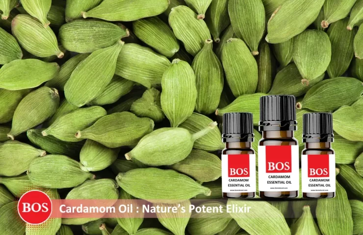 Blog – Essential Oil (1) (1)