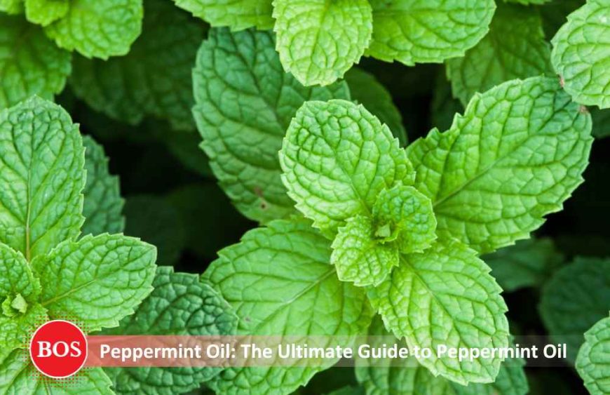 Blog – Essential Oil (5)_11zon