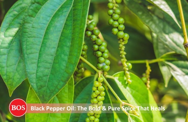 Blog – Essential Oil